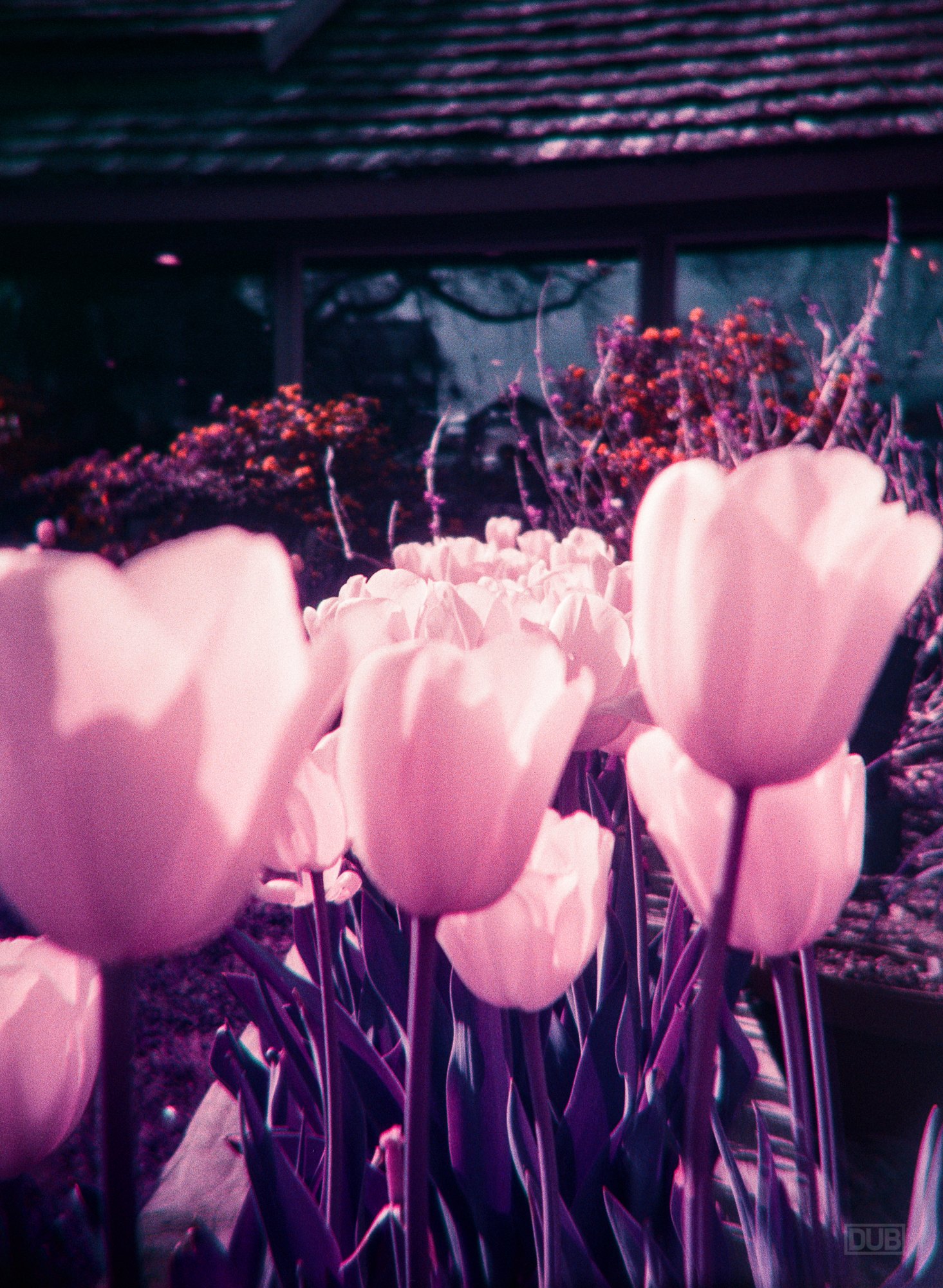 LomoChrome Purple shot with a Holga 120N